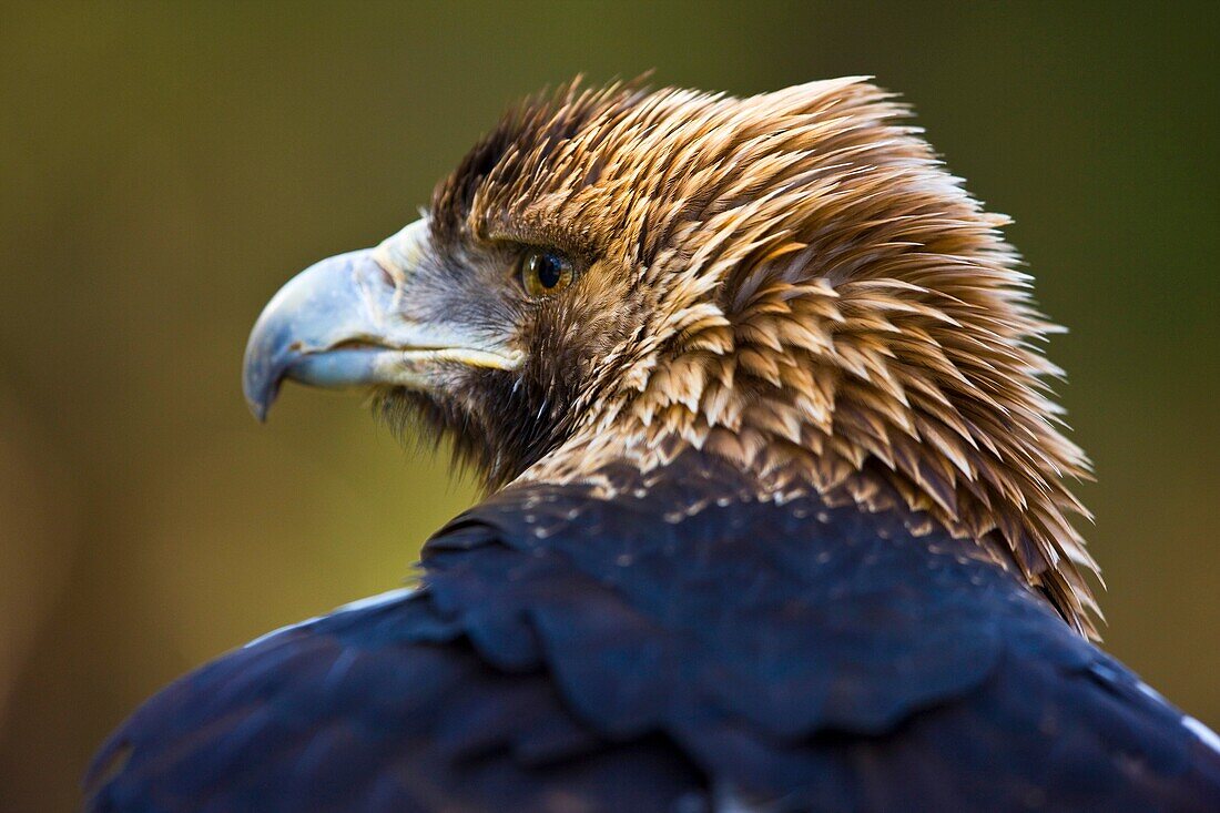 AGUILA IMPERIAL IBERICA Aquila adalberti