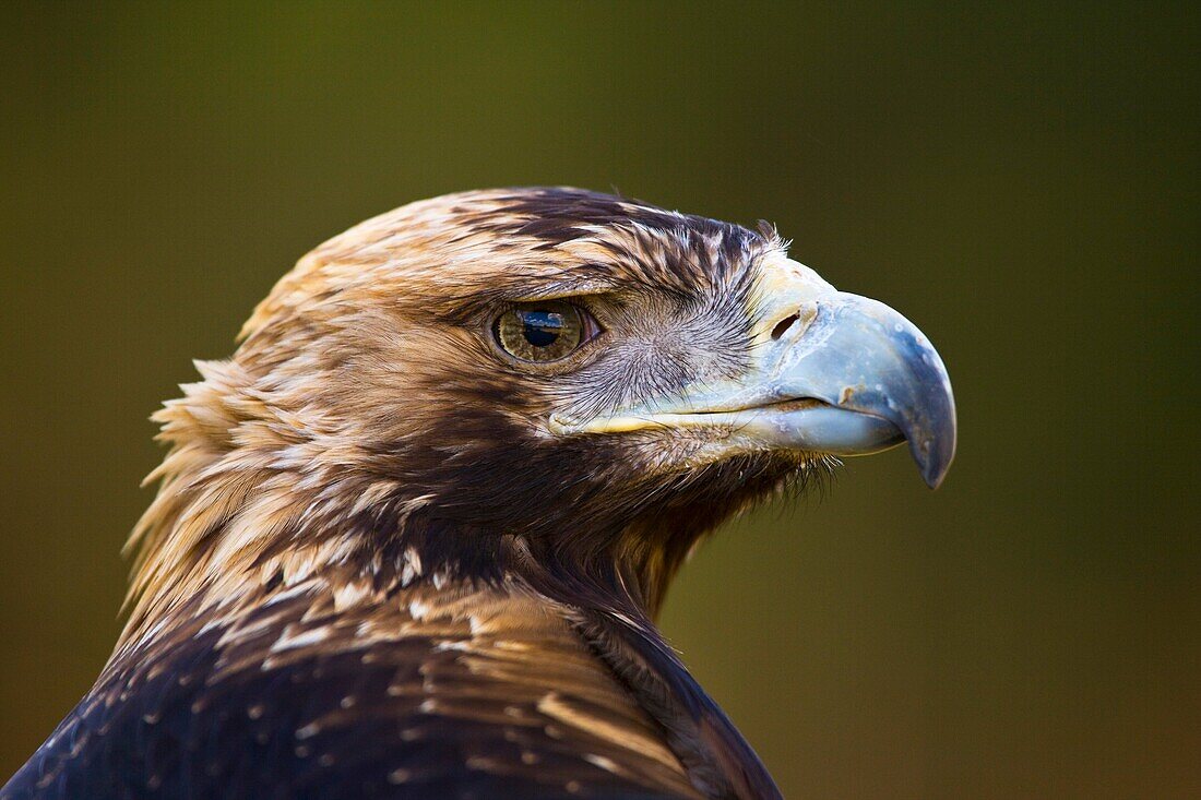 AGUILA IMPERIAL IBERICA Aquila adalberti