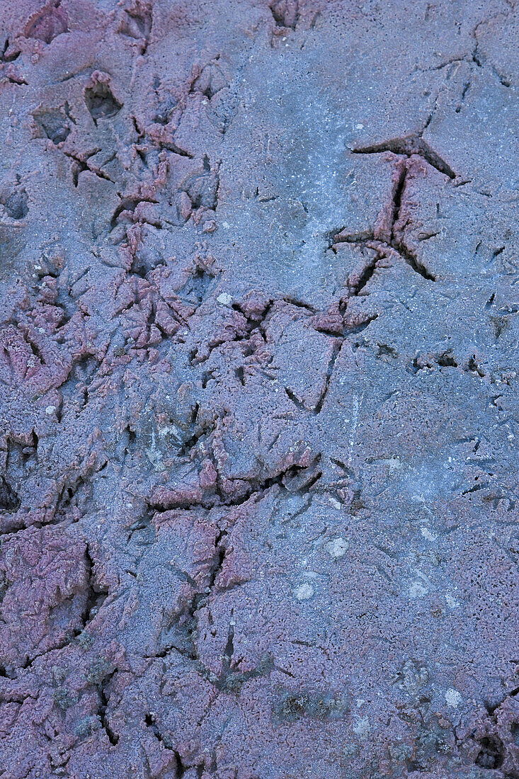 Wader traces on mud, Isabela Island, Galapagos Islands, Ecuador