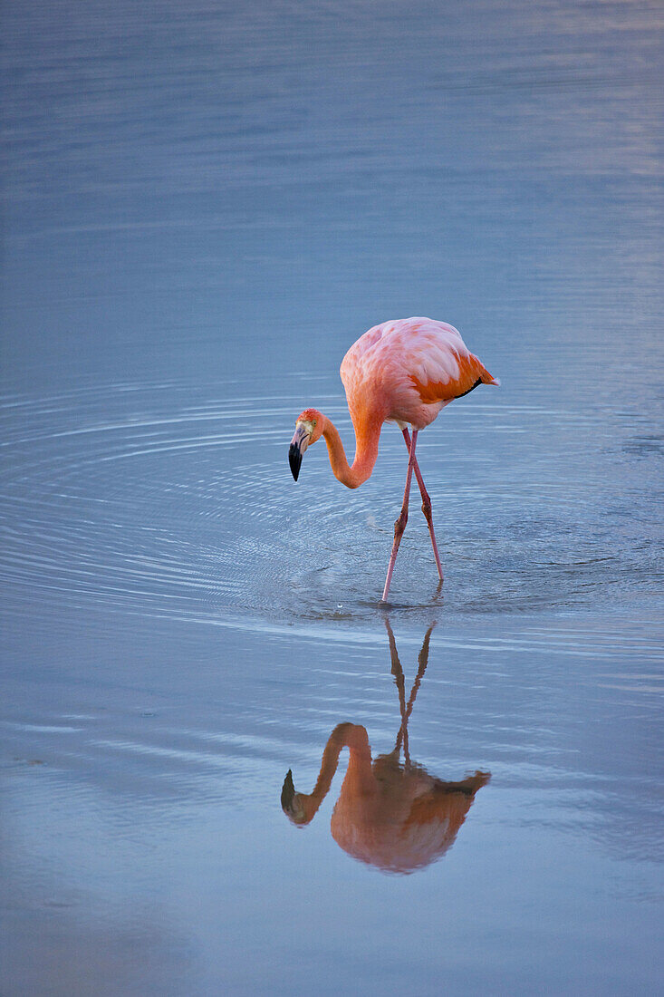 American Flamingo  Phoenicopterus ruber), Isabela Island, Galapagos Islands, Ecuador