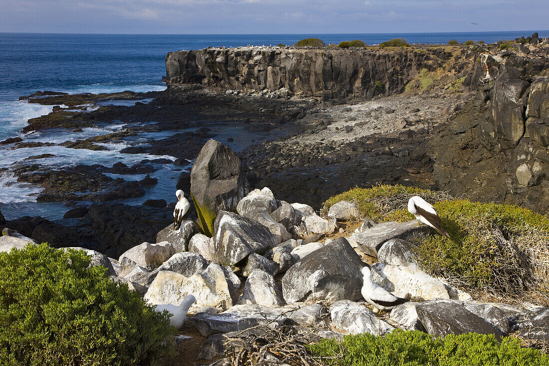 Nazca Booby  Sula granti), Hood Island, Galapagos Islands, Ecuador