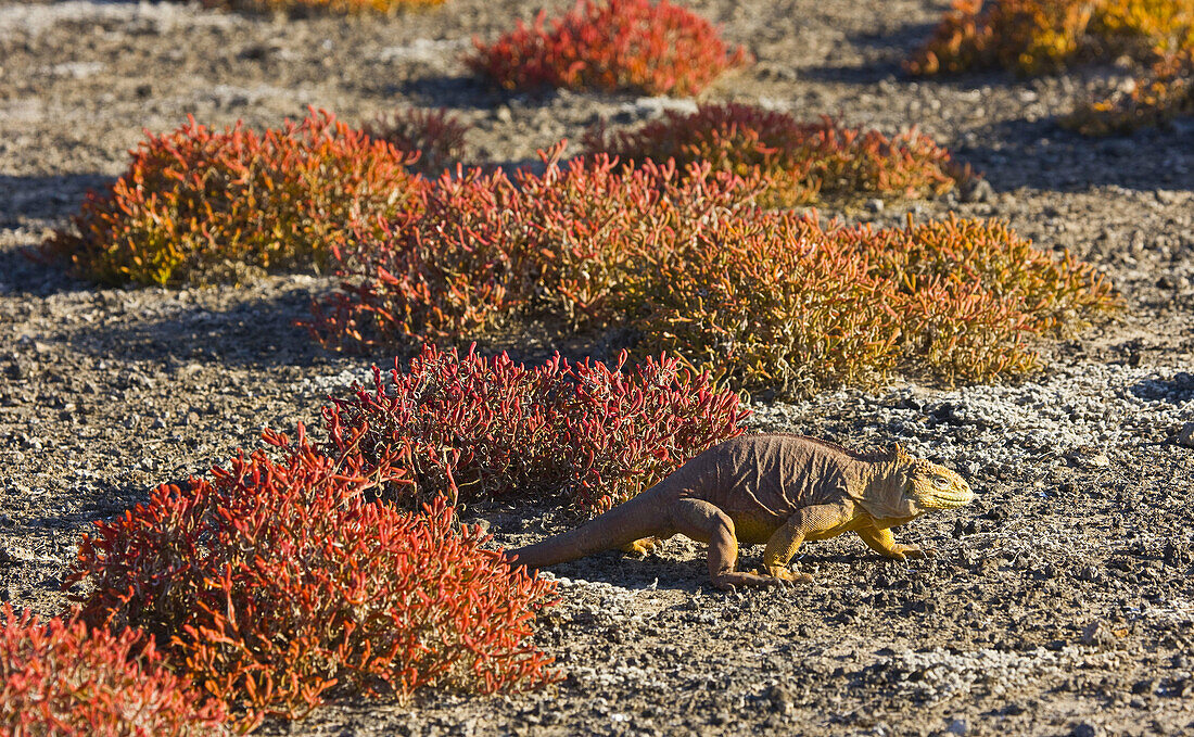 Iguana, South Plaza island, Galapagos Islands, Ecuador