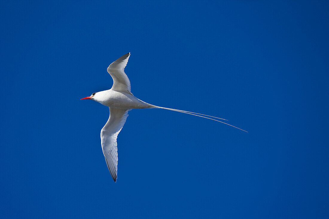 Tropical bird, South Plaza island, Galapagos Islands, Ecuador