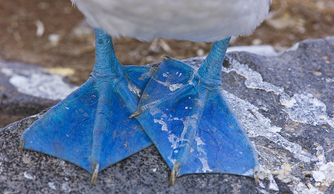Blue-footed Booby  Sula nebouxii), Hood Island, Galapagos Islands, Ecuador