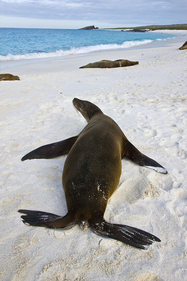 Fur seals, Hood Island, Galapagos Islands, Ecuador