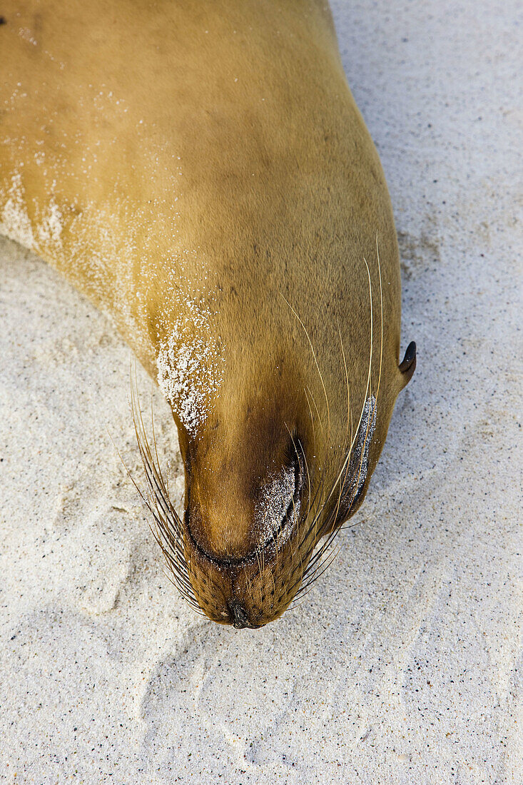 Fur seal, Hood Island, Galapagos Islands, Ecuador