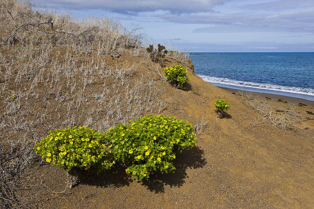 Vegetation endemic to Galapagos Islands, Floreana island, Galapagos Islands, Ecuador