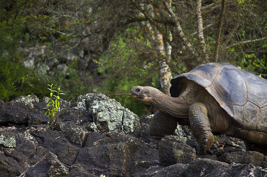 Giant Tortoise, Santa Cruz Island, Galapagos Islands, Ecuador