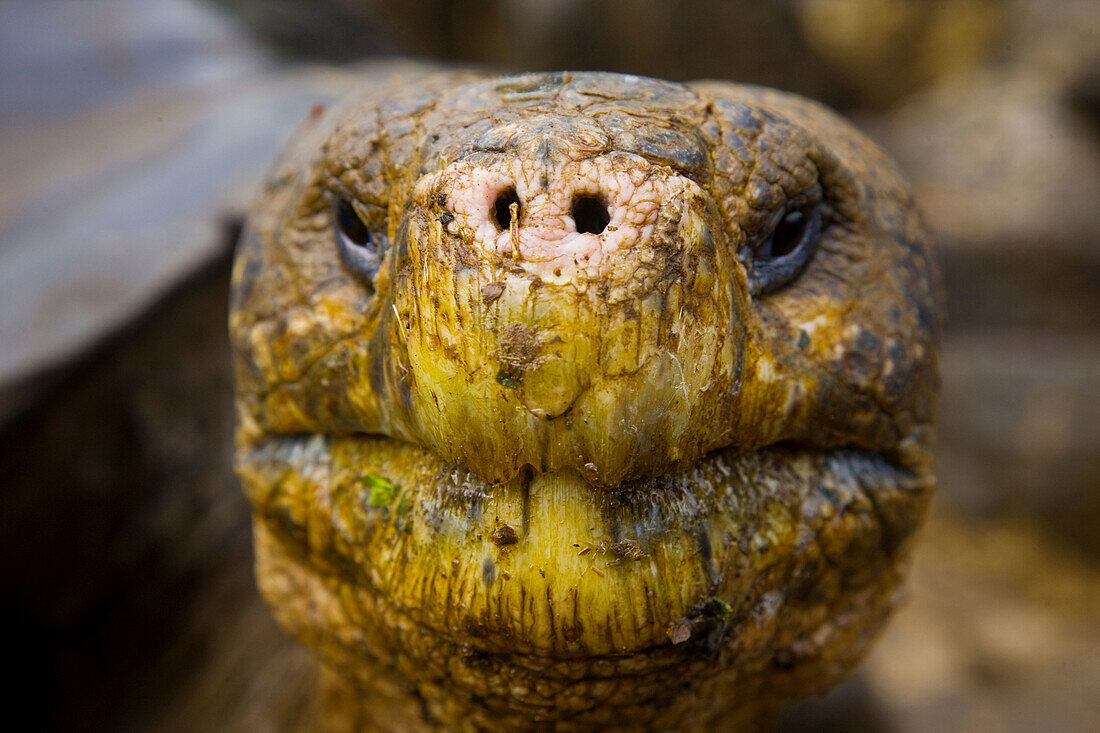 Giant Tortoise, Santa Cruz Island, Galapagos Islands, Ecuador