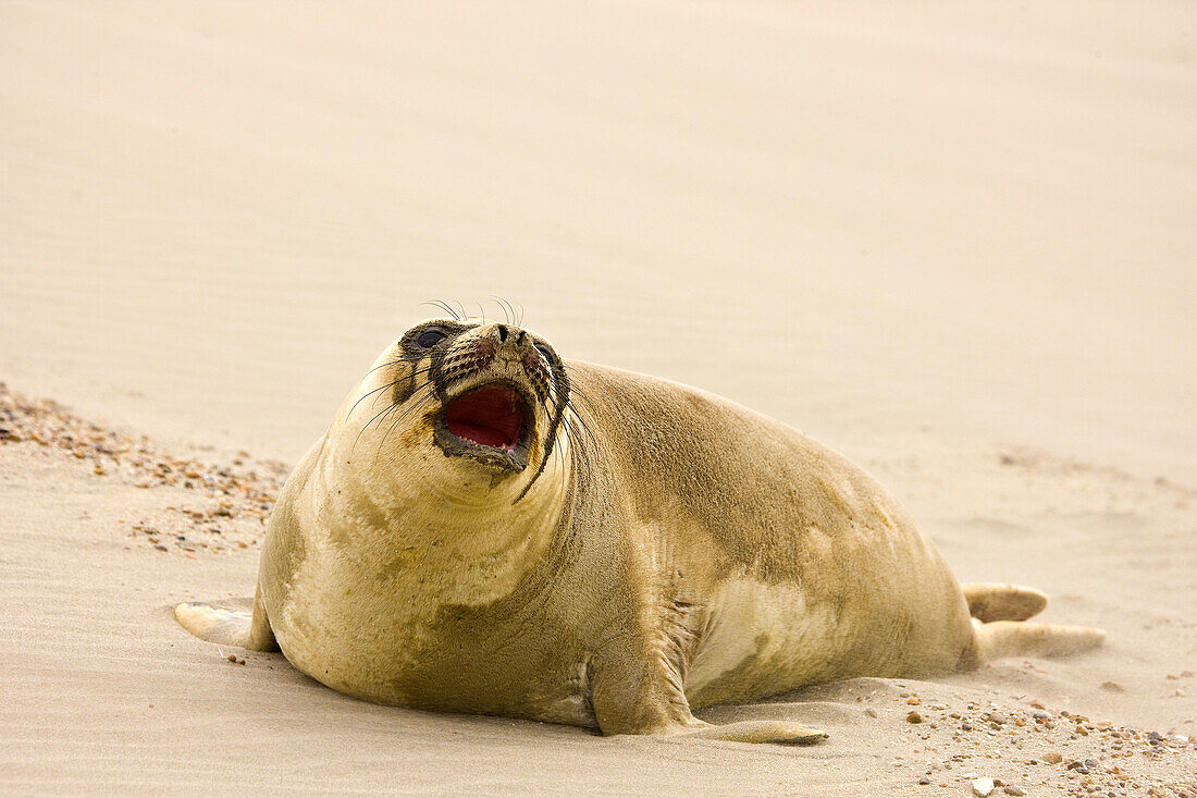 Southern Elephant Seal  Mirounga leonina), Patagonia, Argentina