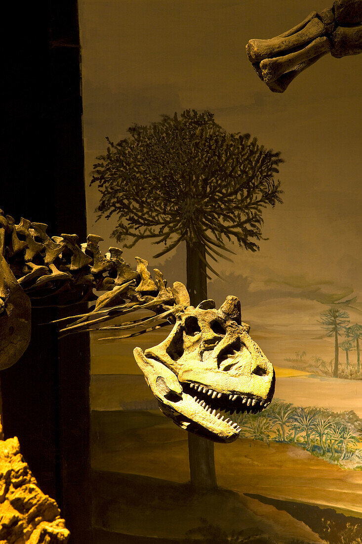 Egidio Feruglio Museum of Paleontology, Trelew, Patagonia, Argentina