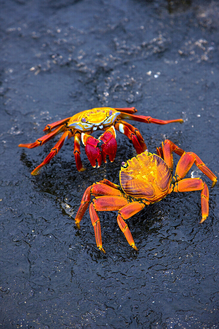 Sally Lightfoot Crab  Grapsus grapsus), Santiago Island, Galapagos Islands, Ecuador