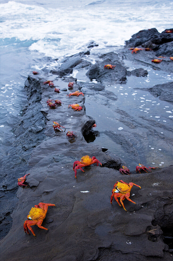 Sally Lightfoot Crab  Grapsus grapsus), Santiago Island, Galapagos Islands, Ecuador