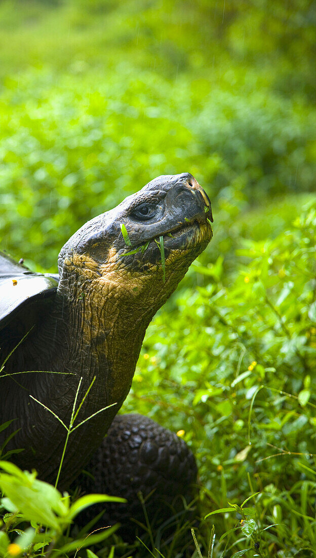 Giant Tortoise in El Chato natural reserve, Finca Primicias, Indefatigable Island, Galapagos Islands, Ecuador