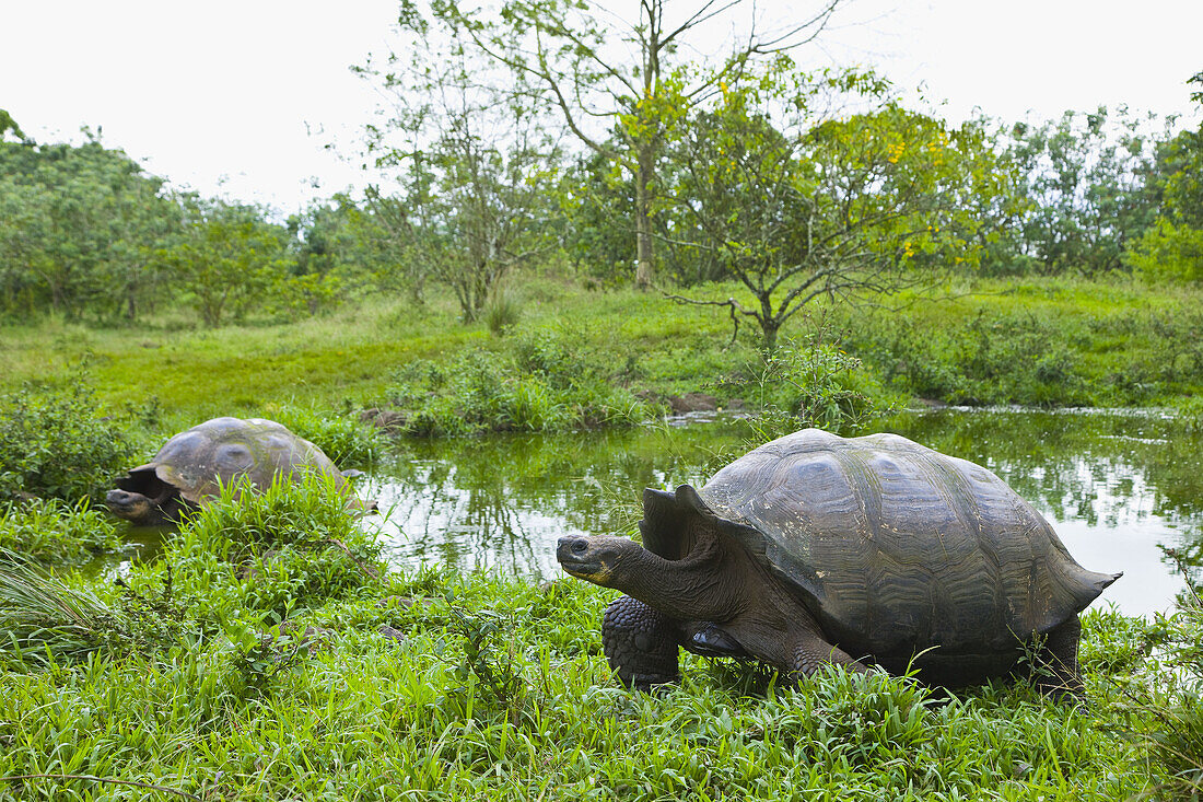 Giant Tortoises in El Chato natural reserve, Finca Primicias, Indefatigable Island, Galapagos Islands, Ecuador