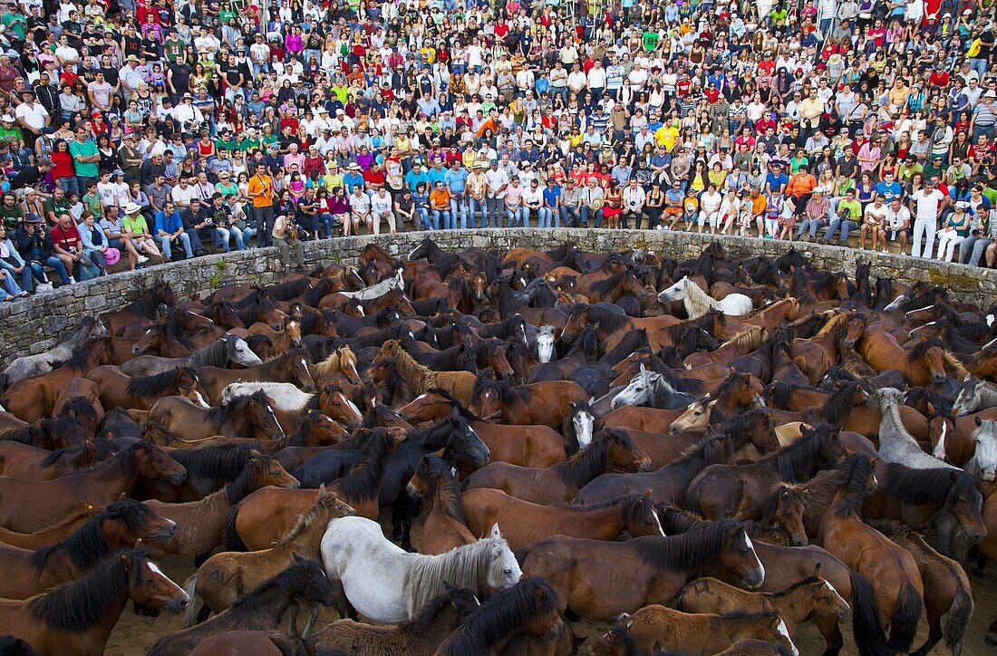 A Rapa das Bestas, Sabucedo, Pontevedra, Galicia