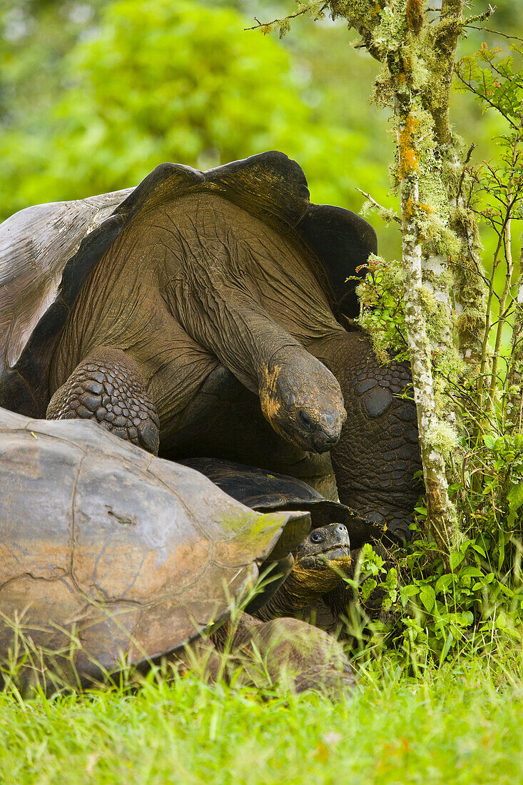 Giant Tortoises in El Chato natural reserve, Finca Primicias, Indefatigable Island, Galapagos Islands, Ecuador