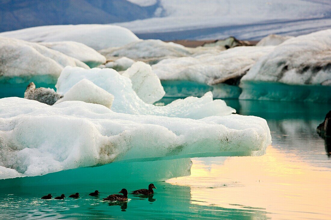 Eider común, Laguna Jókulsárlón, Glaciar Vatnajökull, Islandia