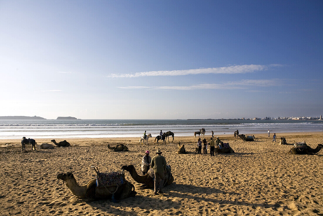 Kamelen ruhen sich aus am Strand, Atlantischer Ozean, Essouira, Morokko, Afrika