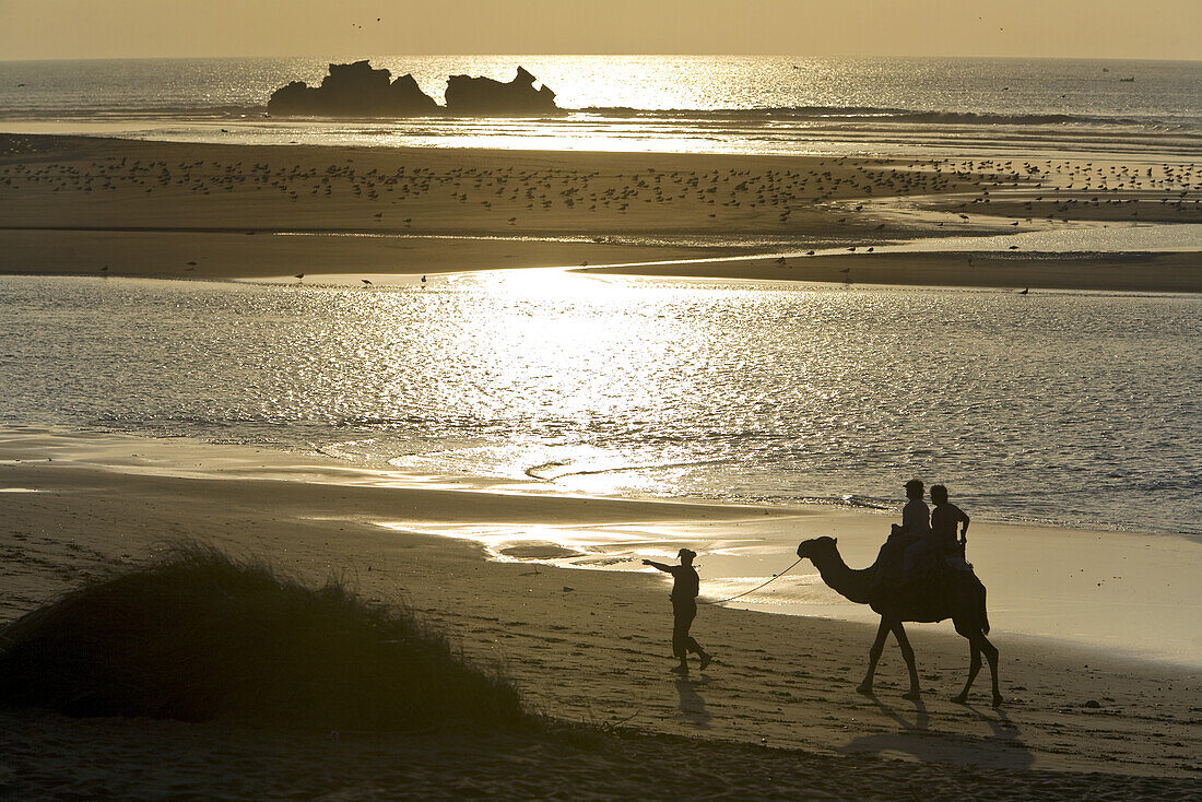 Two people on a camel on the beach, Atlantic Ocean shoreline, Essouira, Morocco, Africa