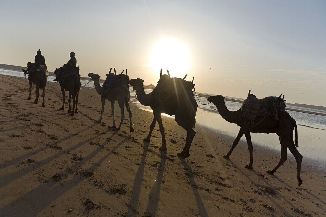 Kamel Karawane am Strand, Essouira, Morokko, Afrika