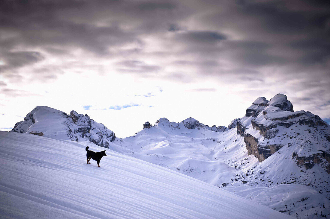 Hund auf verschneitem Berg, Ciampestrinspitze im Hintergrund, Fanes, Trentino-Südtirol, Italien