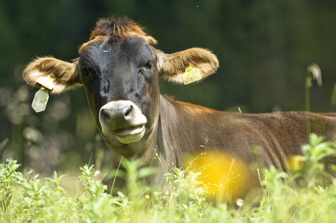 Cattle on alpine pasture, Wurzeralm, Upper Austria, Austria