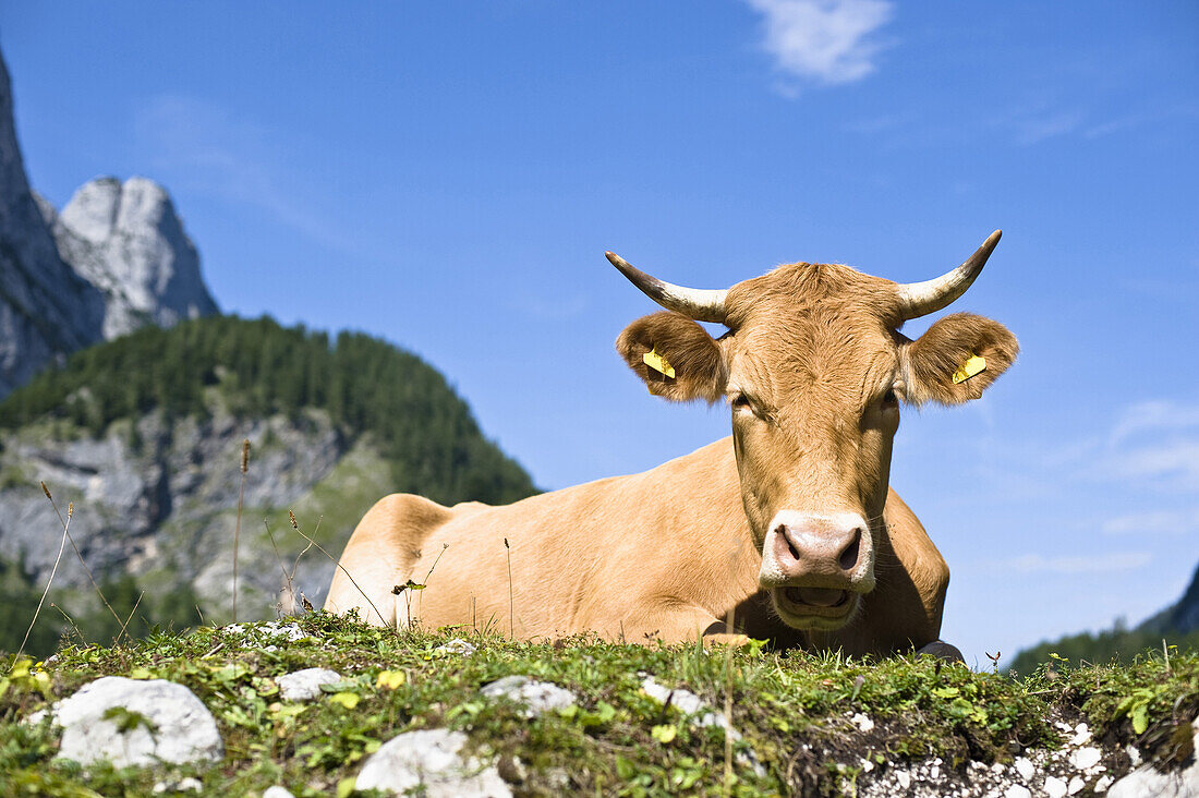Kuh liegt auf einer Almwiese, Gosaukamm im Hintergrund, Gosausee, Salzkammergut, Oberösterreich, Österreich