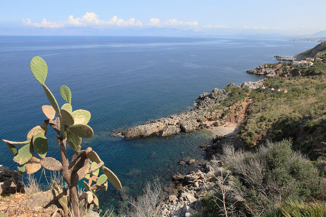 Cactus and coast area in the sunlight, National Park Zingaro, Province Trapani, Sicily, Italy, Europe