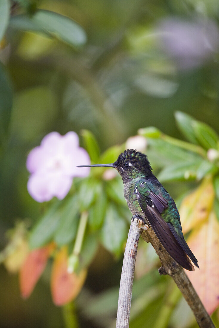 Kolibri Männchen, Eugenes fulgens, Cerro de la Muerte, Costa Rica, Mittelamerika