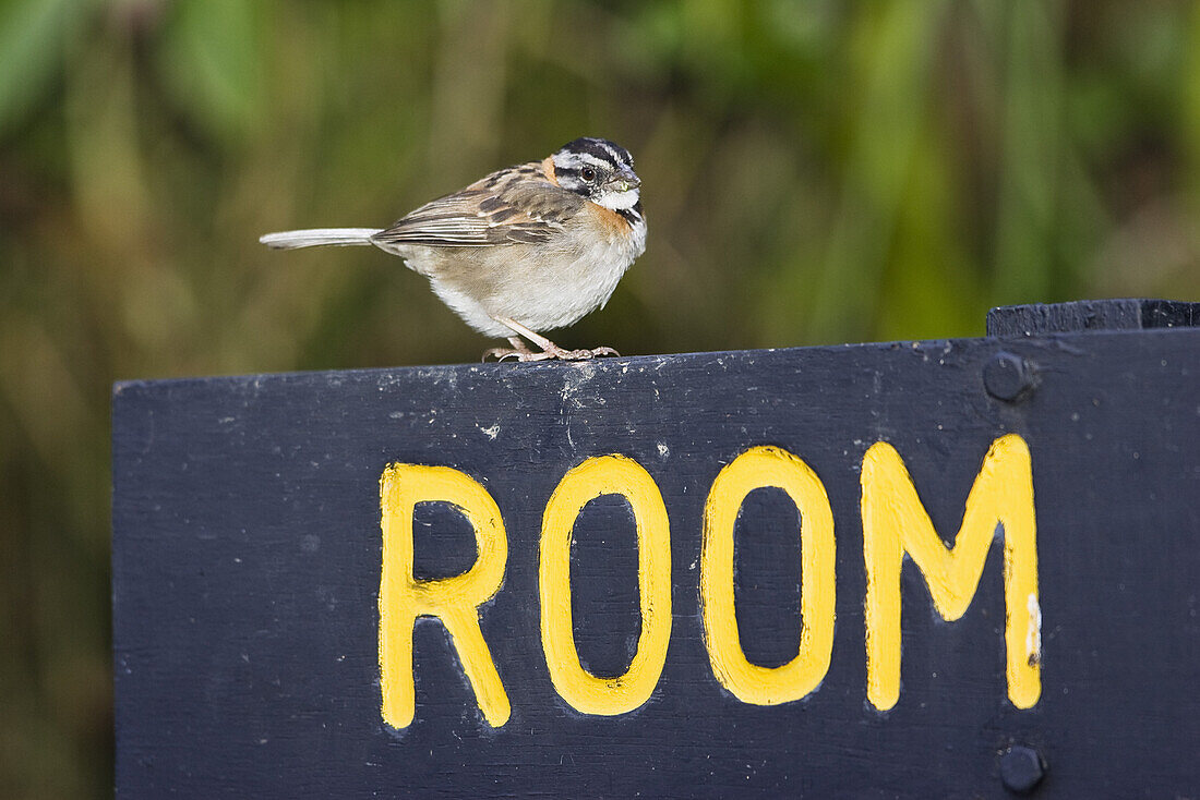 Rufous-collared Sparrow sitting on a room sign, Zonotrichia capensis, Costa Rica