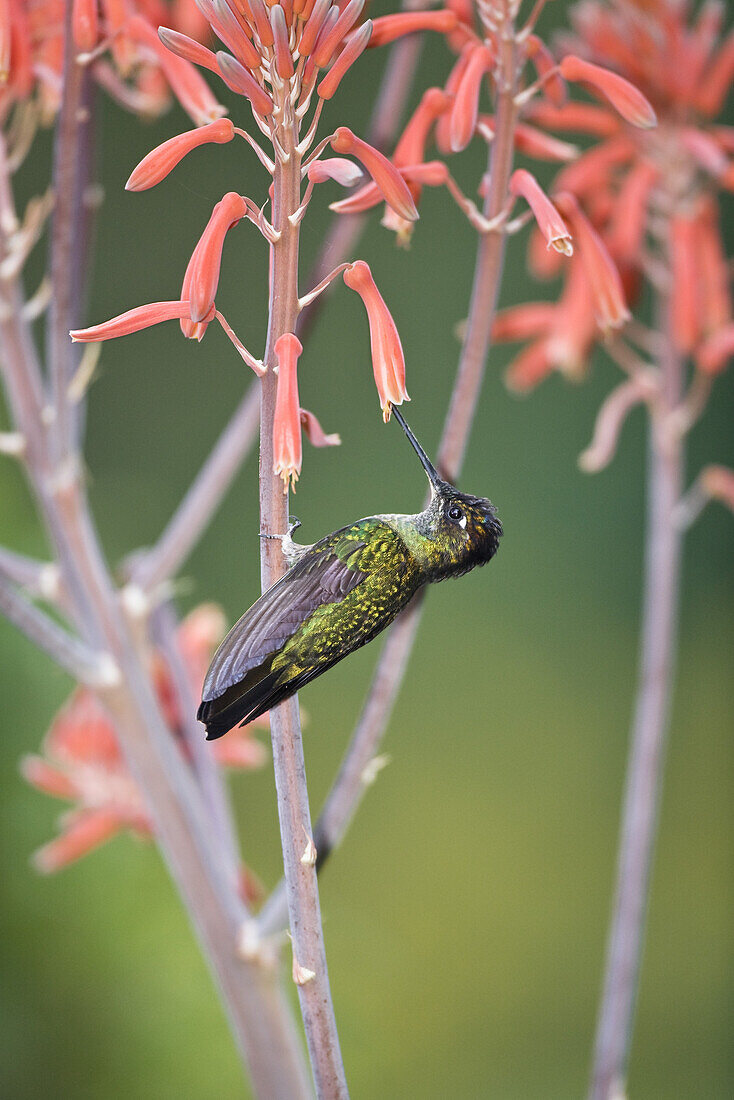 Magnificent Hummingbird male on flower, Eugenes fulgens, Cerro de la Muerte, Costa Rica, Centralamerica