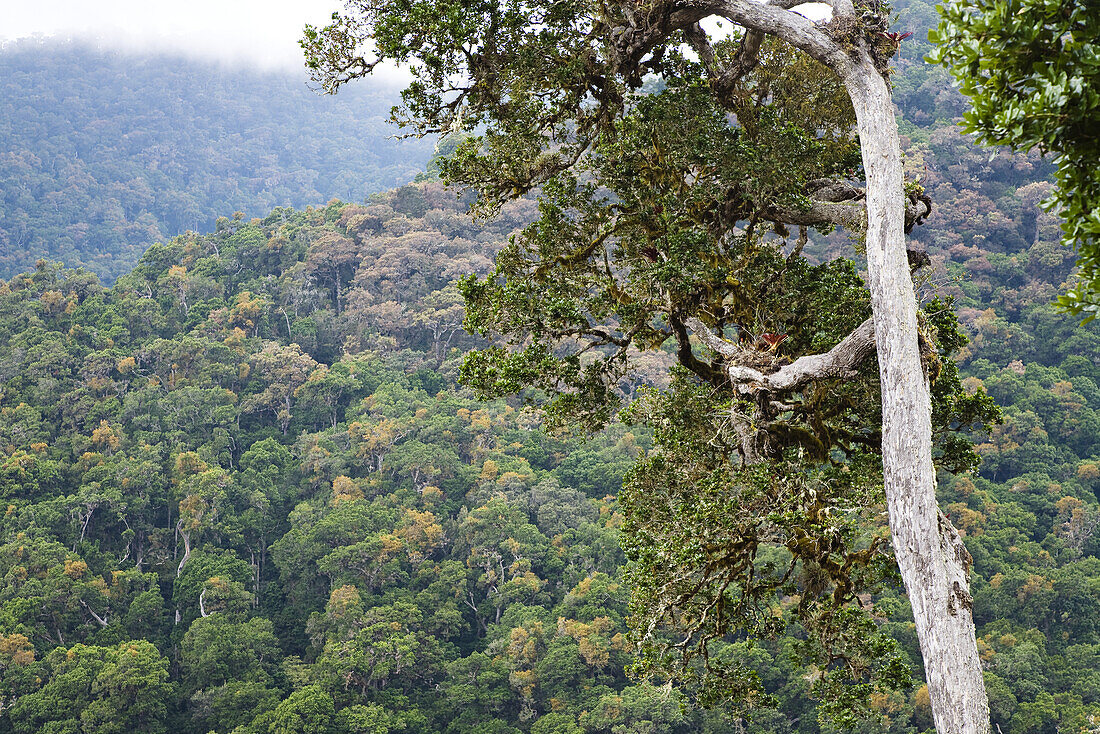Rainforest at Cerro de la muerte, Costa Rica
