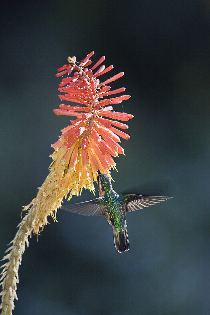 Purple throated mountain gem, Lampornis castaneoventris cinereicauda, female drinking on flower, Cerro de la Muerte, Costa Rica, Centralamerica, horizontal