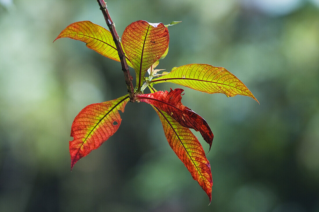 Colourful leaves in the rainforest of Tapanti National Park, Costa Rica