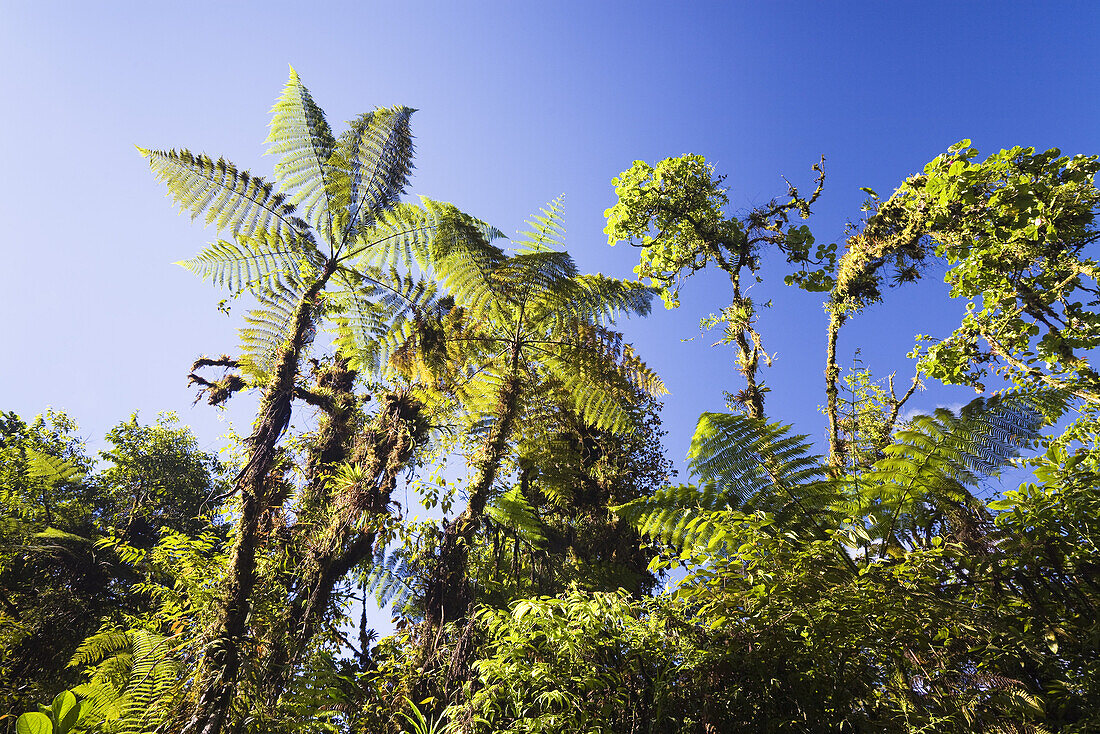 Tree ferns in the rainforest of Tapanti National Park, Costa Rica
