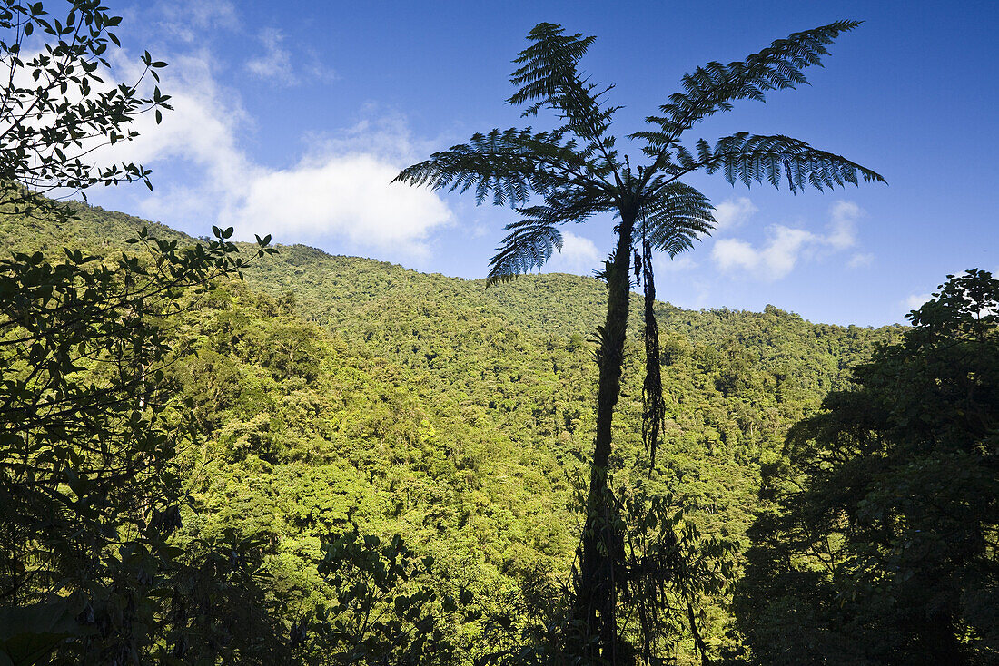 Bergregenwald, Tapanti Nationalpark, Costa Rica