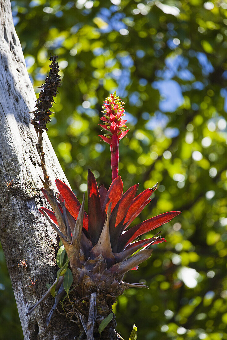 Bromelie, Epiphyte im Regenwald am Vulkan Poas, Costa Rica