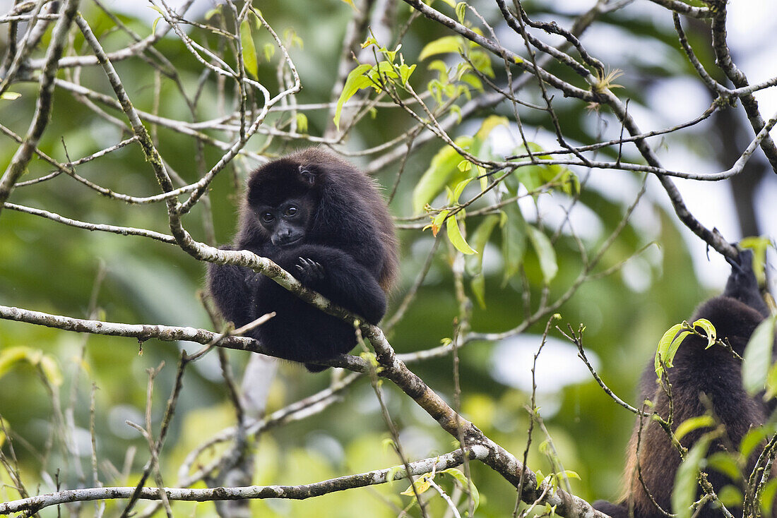 Mantled Howler monkey, Alouatta palliata, Braulio Carillio National Park, Costa Rica