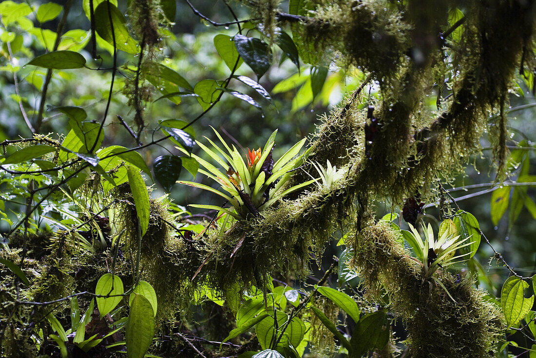 Epiphyten im Tiefland Regenwald, Braulio Carrillo Nationalpark, Costa Rica, Mittelamerika