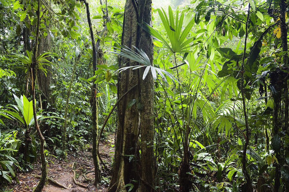 Trail in lowland rainforest of La Selva Biological Station, Braulio Carrillo National Park, Costa Rica, Central America