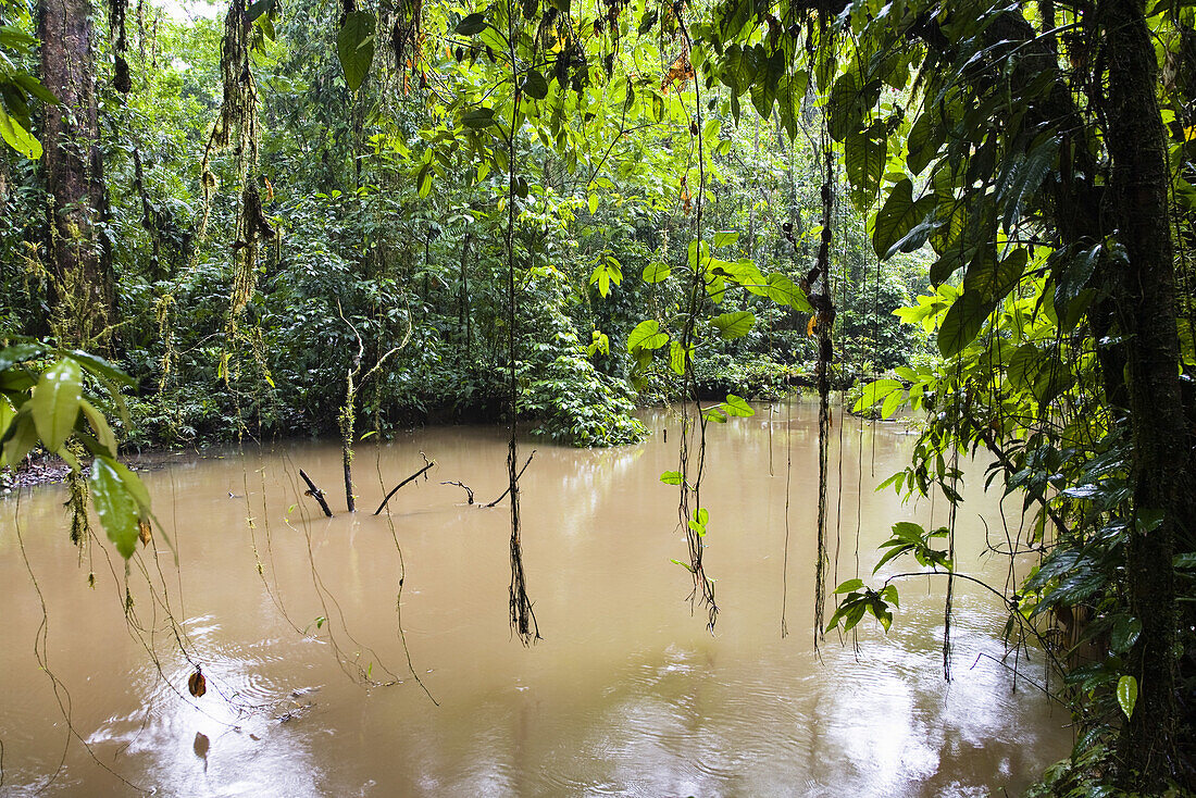 Lianen, Tiefland Regenwald, Braulio Carrillo Nationalpark, Costa Rica, Mittelamerika