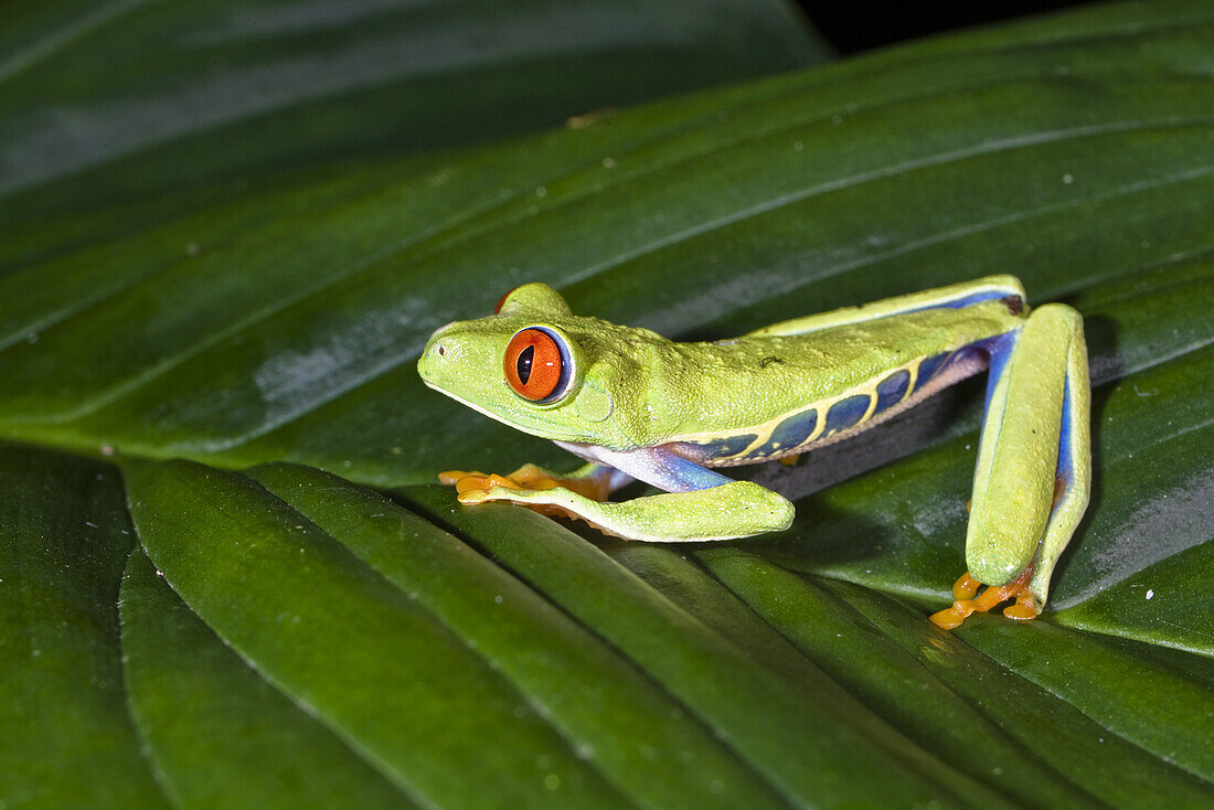 Gaudy Leaf Frog, Agalychnis callidryas on a leaf in the rainforest, Costa Rica