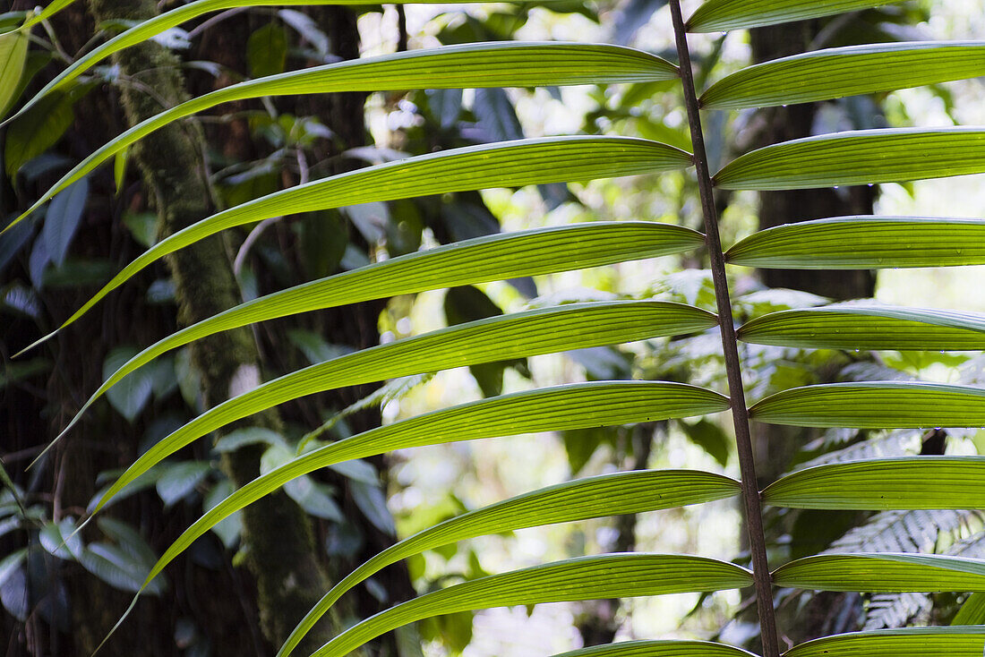 Leaf of a palm tree in the rainforest of Braulio Carrillo National Park, Costa Rica, Central America