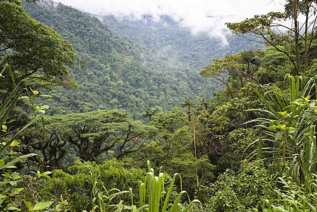 Bergregenwald, Braulio Carrillo Nationalpark, Costa Rica, Mittelamerika