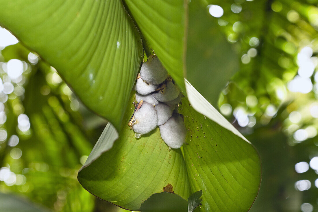 Weiße Fledermäuse unter Helikonienblatt, Ectophylla alba, Braulio Carillo Nationalpark, Costa Rica