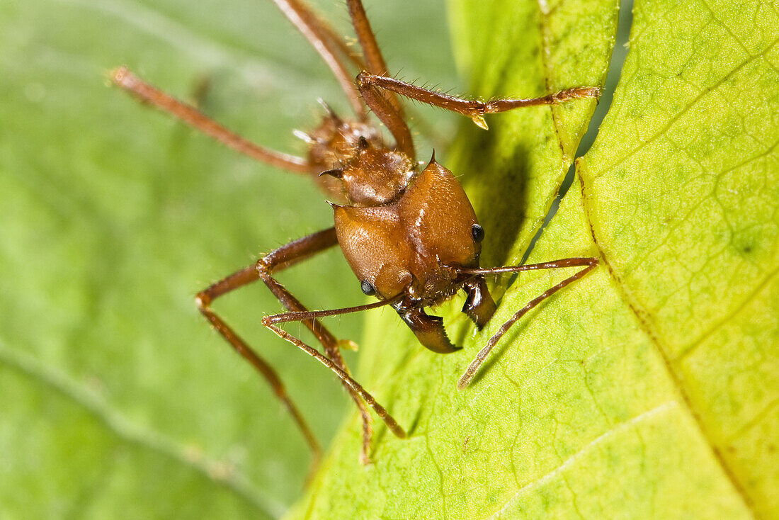 Leafcutter ant cutting leagves, Atta cephalotes, rainforest, Costa Rica, Central America