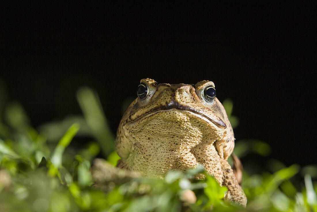 Cane Toad, Bufo marinus, lowland rainforest, Braulio Carrillo National park, Costa Rica, Central America