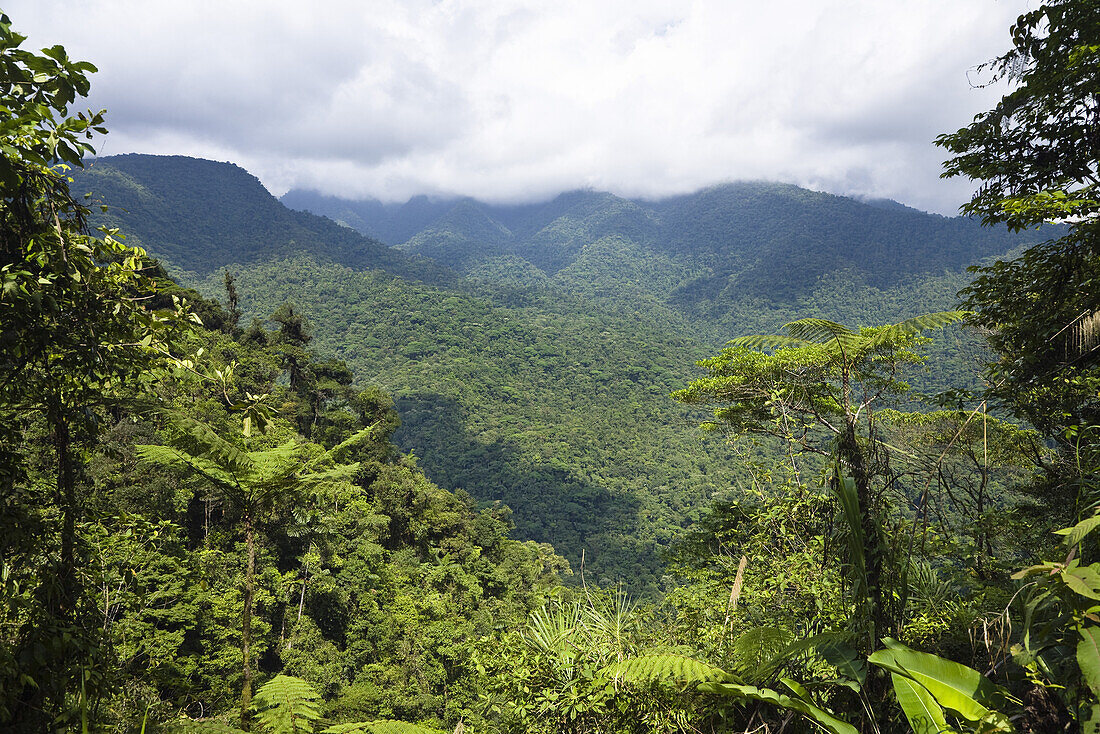 Mountainous rainforest, Braulio Carrillo National Park, Costa Rica, Central America