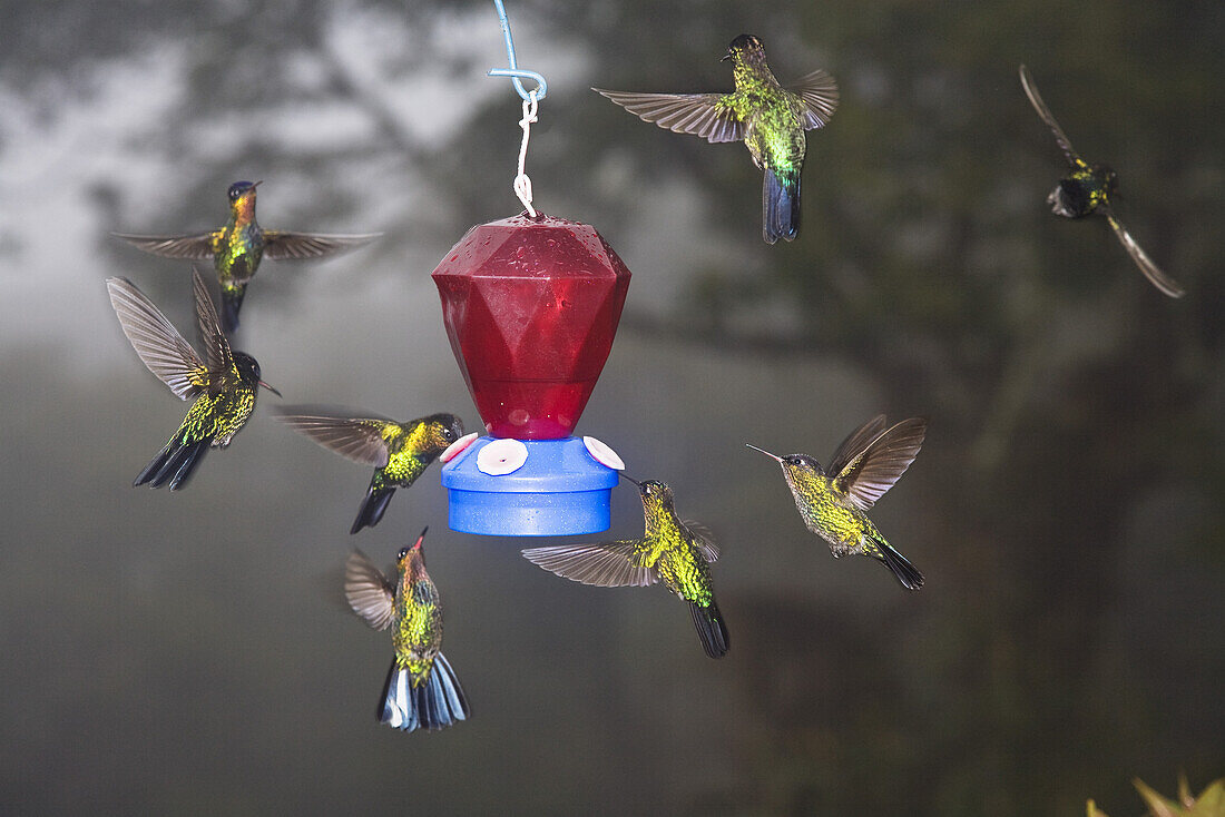 Hummingbirds at a feeder, Cerro de la Muerte, Costa Rica, Centralamerica
